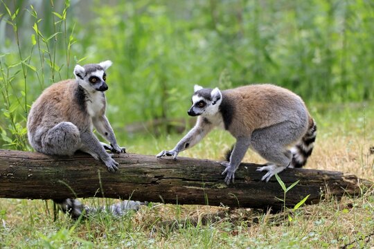 Catta (Lemur catta) adult, two cattas, sitting on a tree trunk, Magaskar