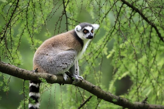 Catta (Lemur catta) adult, sitting on tree, Magaskar