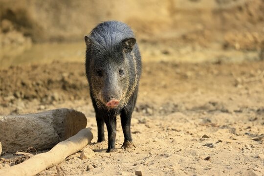 Collared peccary (Peccari angulatus), adult, foraging, South America