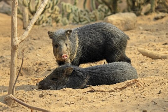 Collared peccary (Peccari angulatus), adult, pair, two, resting, South America