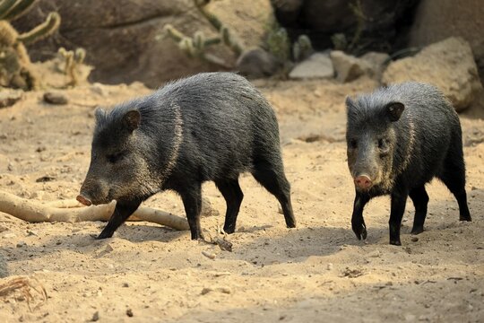 Collared peccary (Peccari angulatus), adult, running, pair, two, foraging, South America