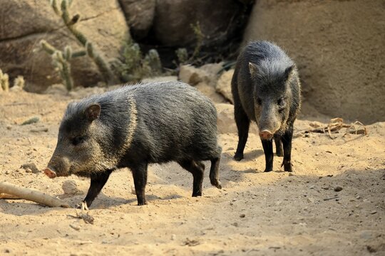 Collared peccary (Peccari angulatus), adult, running, pair, two, foraging, South America