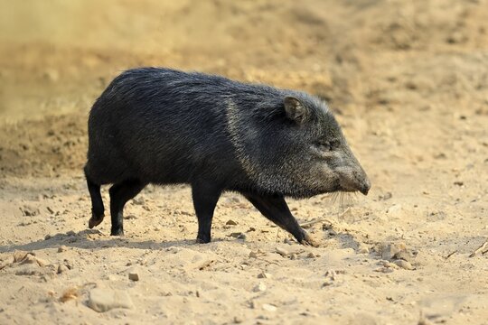 Collared peccary (Peccari angulatus), adult, foraging, South America