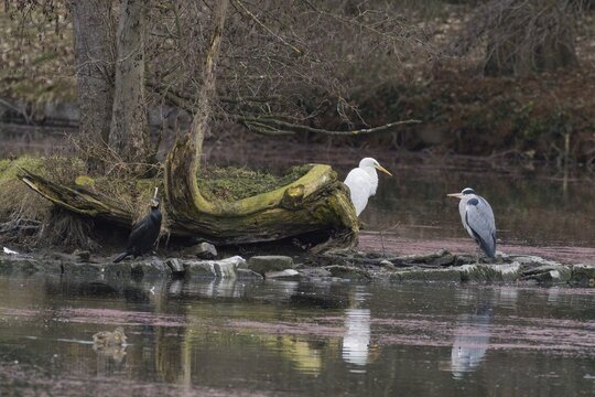 A great egret (Ardea alba) and a grey heron (Ardea cinerea) standing opposite each other by a tree trunk in a calm water body with natural surroundings, Hesse, Germany