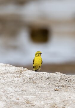 Yellow-bellied Serin (Crithagra flaviventris) Nxai Pan National Park, Botswana