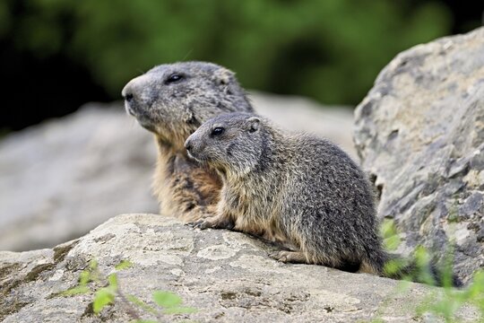 Alpine marmot mother with young (Marmota marmota), sitting on rocks, Switzerland