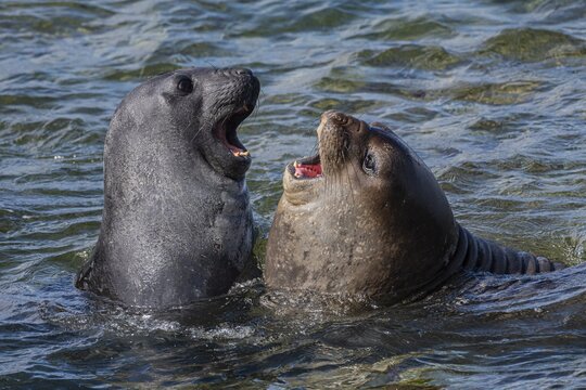 Young male Southern elephant seals (Mirounga leonina) playfully fighting in shallow water, Bleaker Island, Falkland Islands, Great Britain, South Atlantic Ocean