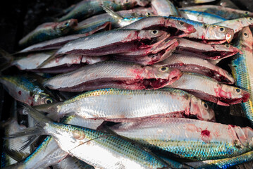 Obraz premium Various freshly caught fish. Fresh fish. Sardines, displayed on a wooden pier. Seafood. Fishing.