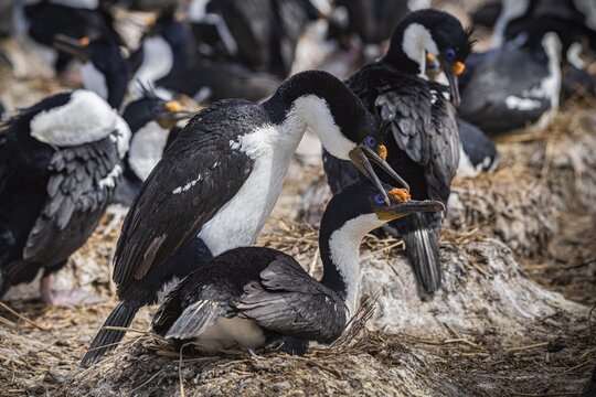Blue-eyed Cormorant (Phalacrocorax atriceps) during courtship, also Imperial shag, Bleaker Island, Falkland Islands, Great Britain, South Atlantic