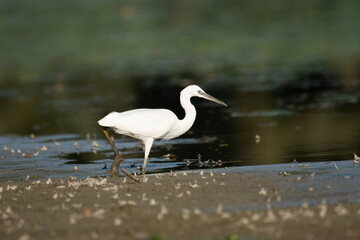 Little white heron in its natural environment	