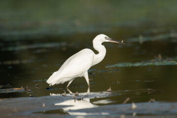 Little white heron in its natural environment	