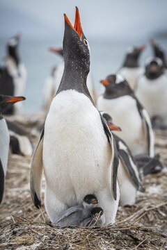 Gentoo penguin (Pygoscelis papua) crowing on a nest with two chicks, Pebble Island, Falkland Islands, Great Britain, South Atlantic
