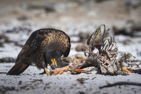 Falkland caracara (Phalcoboenus australis) on the carcass of a gentoo penguin (Pygoscelis papua), Pebble Island, Falkland Islands, Great Britain, South Atlantic