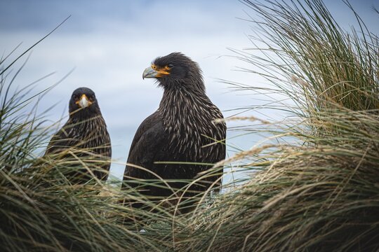 Falkland caracaras (Phalcoboenus australis) sitting in tussac grass, Pebble Island, Falkland Islands, Great Britain, South Atlantic