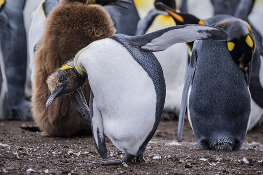 King penguin (Aptenodytes patagonicus), young animal scratching itself, Volunteer Point, Falkland Islands, Great Britain, South Atlantic
