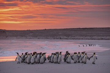 King penguins (Aptenodytes patagonicus), in the morning light on the beach, Volunteer Point, Falkland Islands, Great Britain, South Atlantic