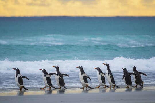 A group of gentoo penguins (Pygoscelis papua) enters the water on a beach, Falkland Islands, Great Britain, South Atlantic