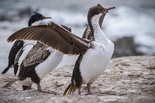 Blue-eyed Cormorant (Phalacrocorax atriceps), also Imperial shag, young birds grooming their feathers, Bleaker Island, Falkland Islands, Great Britain, South Atlantic