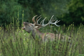 Red deer with big antlers in mating season	