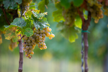 Green grapes on the vine ready for harvest.