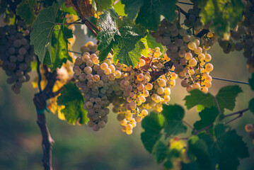 Green grapes on the vine ready for harvest.