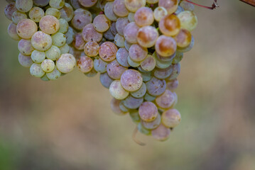 Green grapes on the vine ready for harvest.