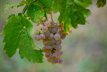 Fototapeta premium Green grapes on the vine ready for harvest.