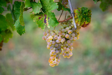 Green grapes on the vine ready for harvest.