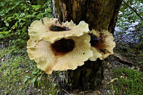 Dryad's saddle or dryad's saddle (Cerioporus squamosus, Polyporus squamosus), on dead wood, Switzerland