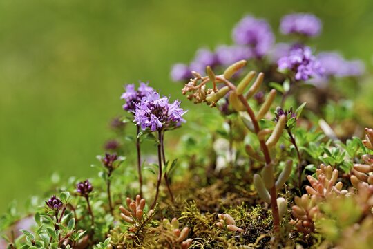 Wild broad-leaved thyme (Thymus pulegioides), Switzerland