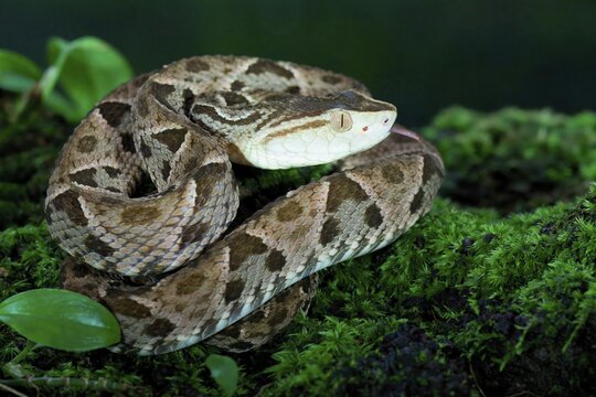 Fer de Lance (Bothrops lanceolatus) laying on moss, Costa Rica