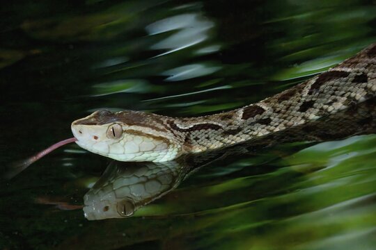 Fer de Lance (Bothrops lanceolatus) swimming, Costa Rica