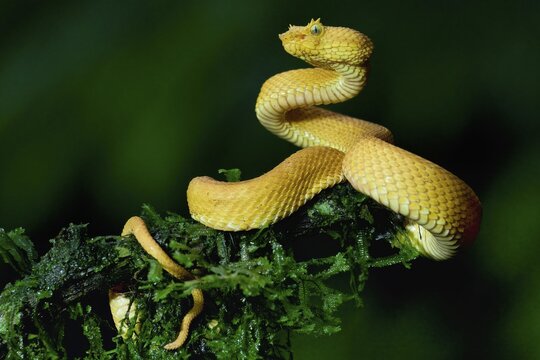 Highland Eyelash pitviper (Bothriechis schlegelii) rolled up around a tree covered with mosses, Costa Rica