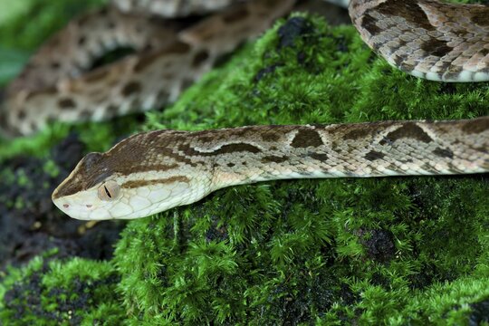Fer de Lance (Bothrops lanceolatus) laying on moss, Costa Rica