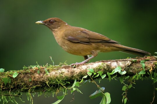 Clay-colored Thrush (Turdus grayi), Costa Rica