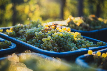 Green vine grapes. Grapes for making wine in the harvesting crate.