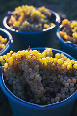 Bucket of grapes during the picking in the vineyard