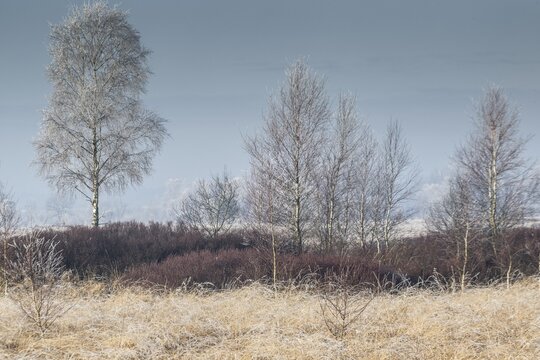 Moorland landscape in hoarfrost, Emsland, Lower Saxony, Germany
