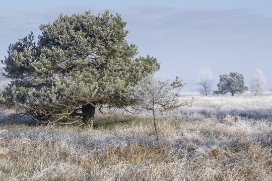 Moorland landscape in hoarfrost, Emsland, Lower Saxony, Germany