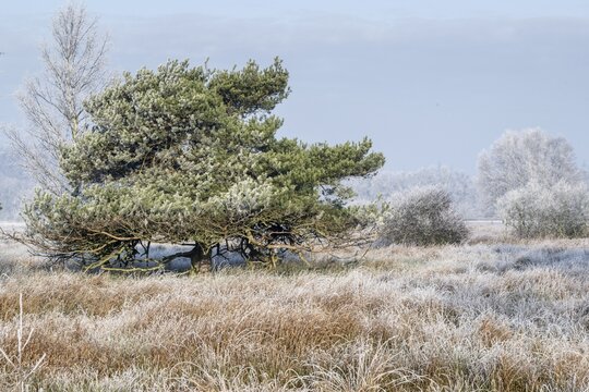 Moorland landscape in hoarfrost, Emsland, Lower Saxony, Germany
