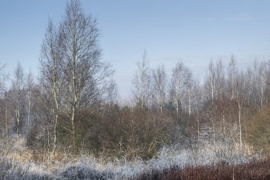Moorland landscape in hoarfrost, Emsland, Lower Saxony, Germany
