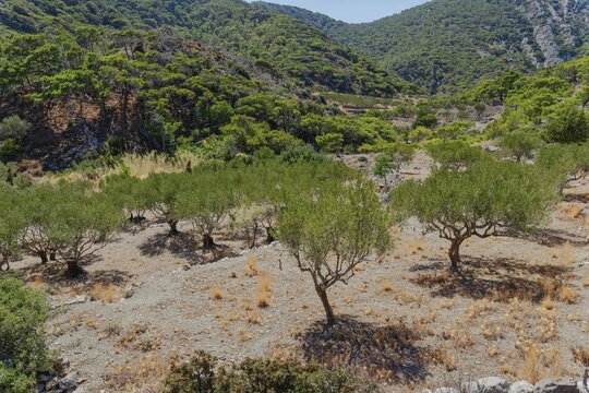 Olive trees grow in a dry valley surrounded by hills, hiking trail from Avlona to Diafani, Avlona, Diafani, Karpathos, Greece