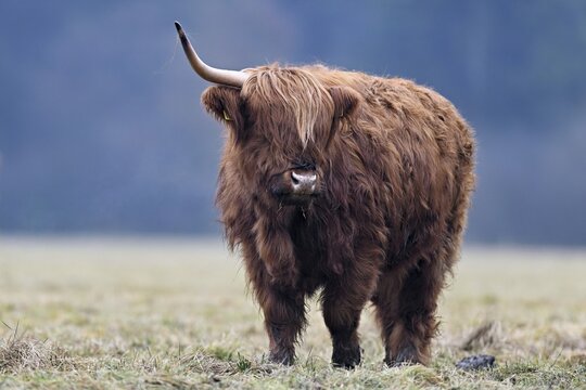 Highland cattle (Bos taurus), adult animal with one horn standing in a meadow, Switzerland