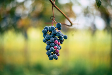 Bunch of blue grapes in the vineyard. Cabernet Franc grapes for making red wine in the harvesting.