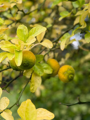 Bitter orange citrus tree with ripe yellow green fruits close up