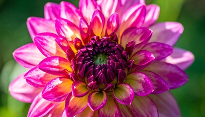 Fototapeta premium Close-up of a vibrant dahlia flower