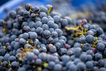Blue vine grapes. Grapes for making red wine in the harvesting crate. Detailed view of a grape vines in a vineyard in autumn, Hungary.
