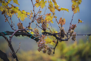 Green grapes with drops on the vine ready for late harvest.