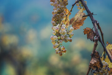 Green grapes with drops on the vine ready for late harvest.