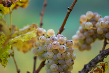 Green grapes with drops on the vine ready for late harvest.